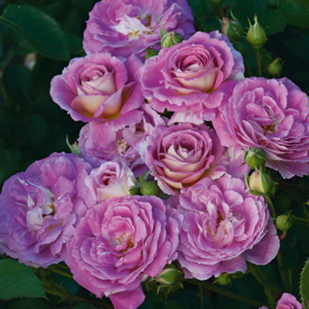 Weeks Flori Arctic Blue