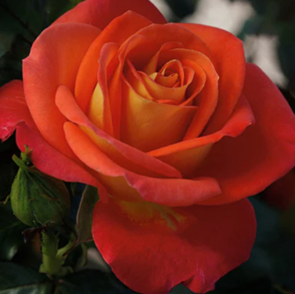 Weeks Flori Burst of Joy