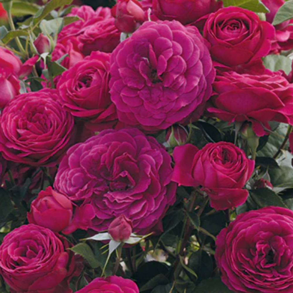 Weeks Flori Celestial Night