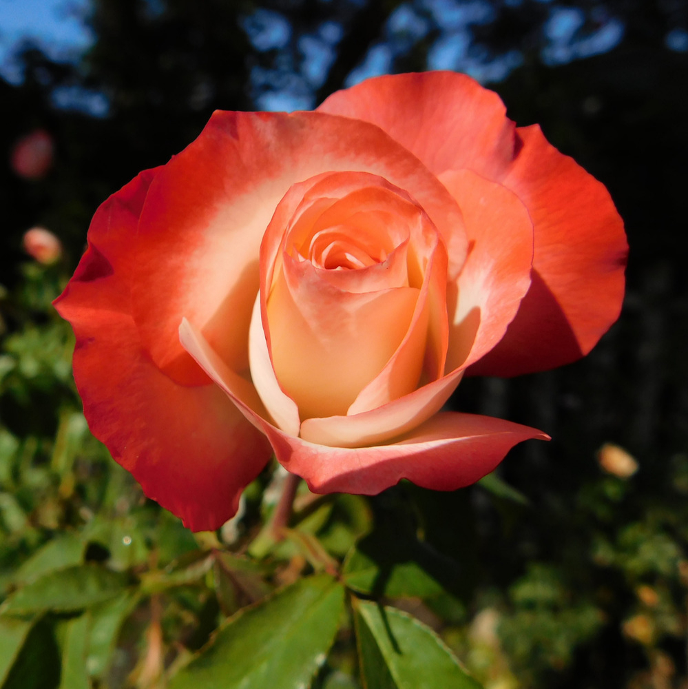 Weeks Grand Coretta Scott King