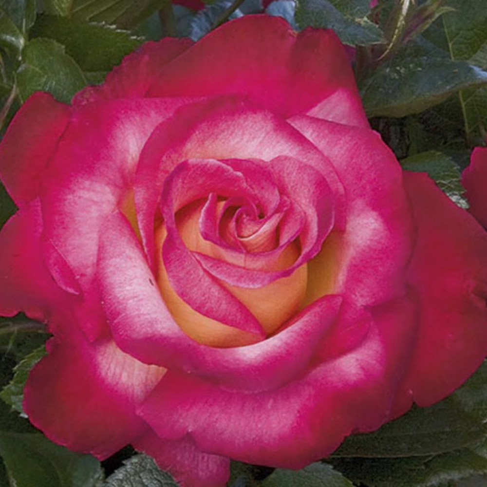 Weeks Grand Dick Clark