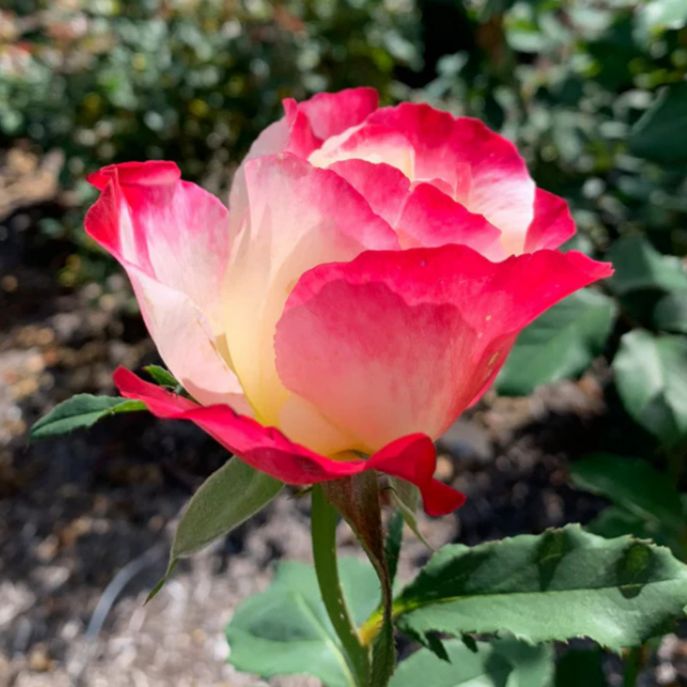 Weeks Tea Double Delight