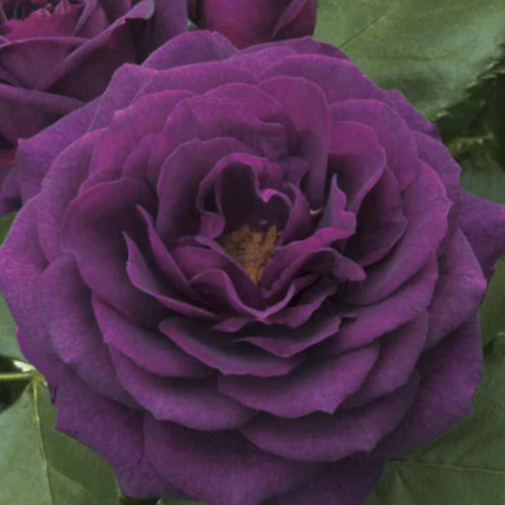 Weeks Flori Ebb Tide