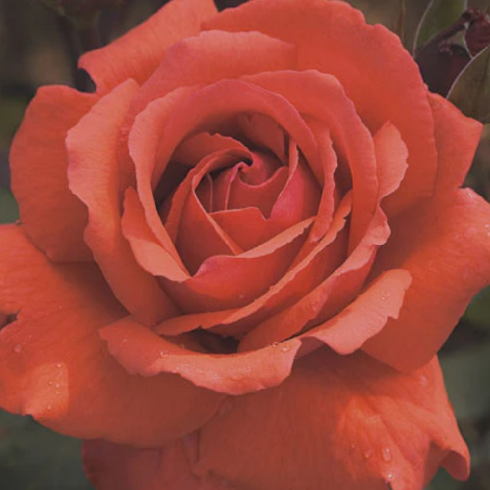 Weeks Tea Fragrant Cloud