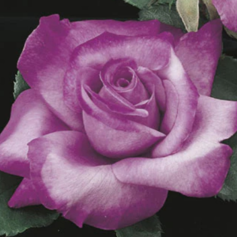 Weeks Grand Fragrant Plum