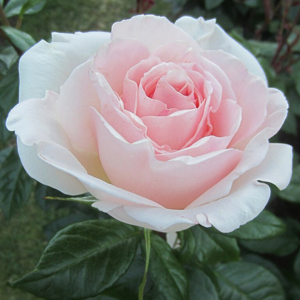 Weeks Tea Francis Meilland