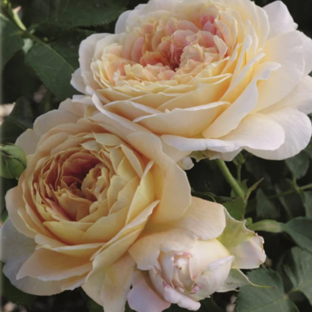 Weeks Grand Fun in the Sun