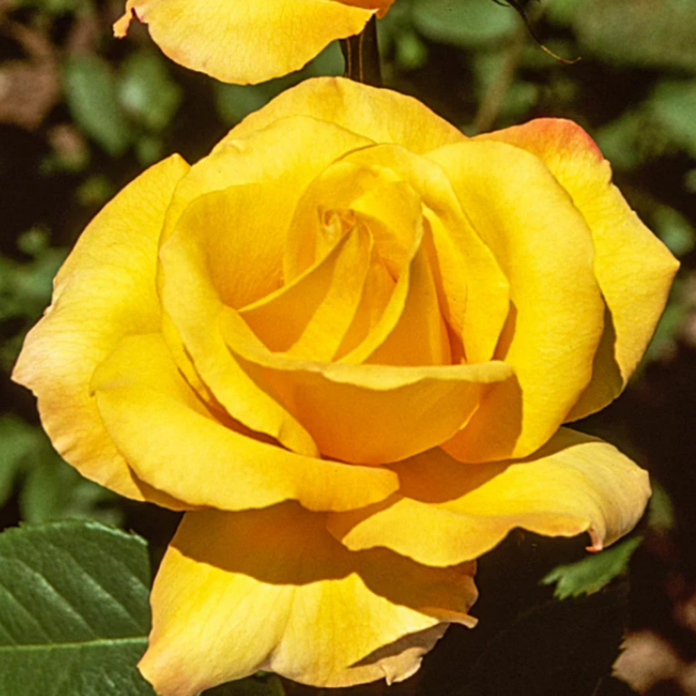 Weeks Grand Gold Medal