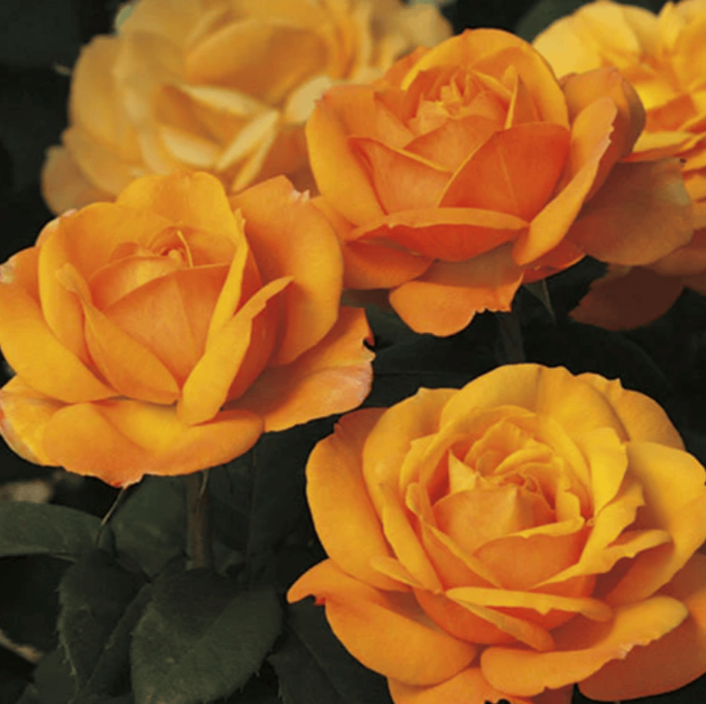 Weeks Tea Good As Gold