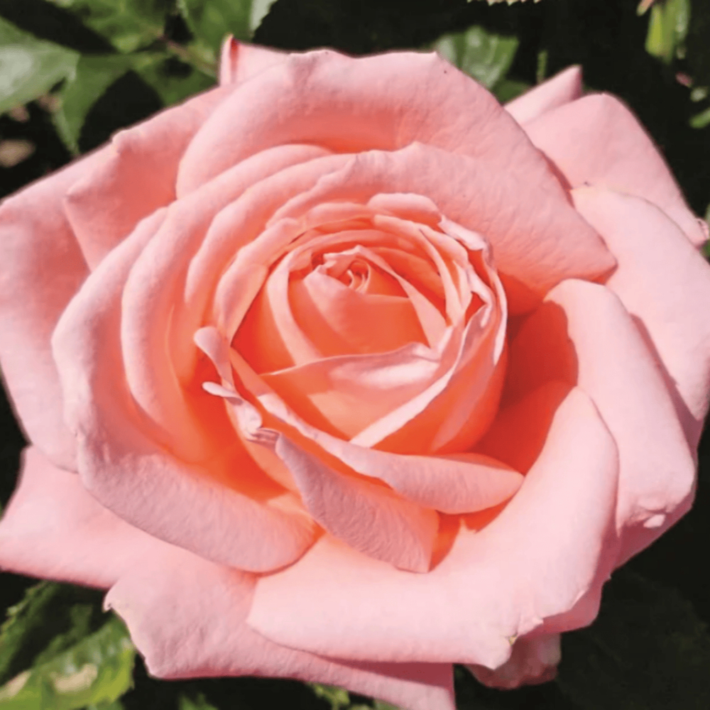 Weeks Tea Heavenly Scented