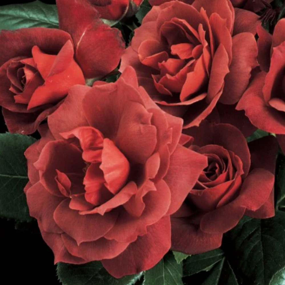 Weeks Flori Hot Cocoa