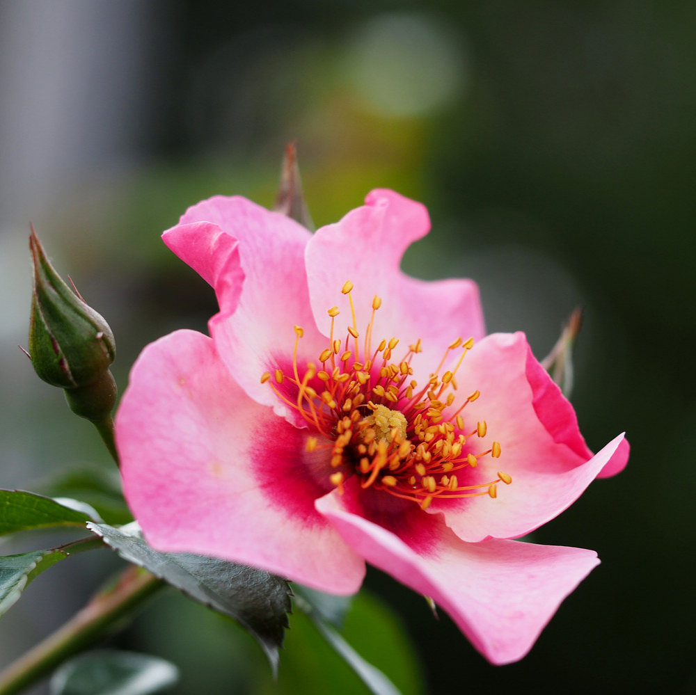 Weeks Shrub In Your Eyes