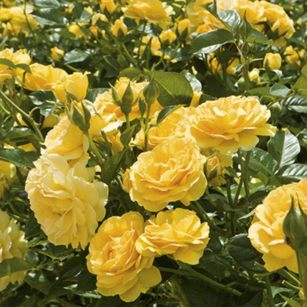 Weeks Flori Julia Child