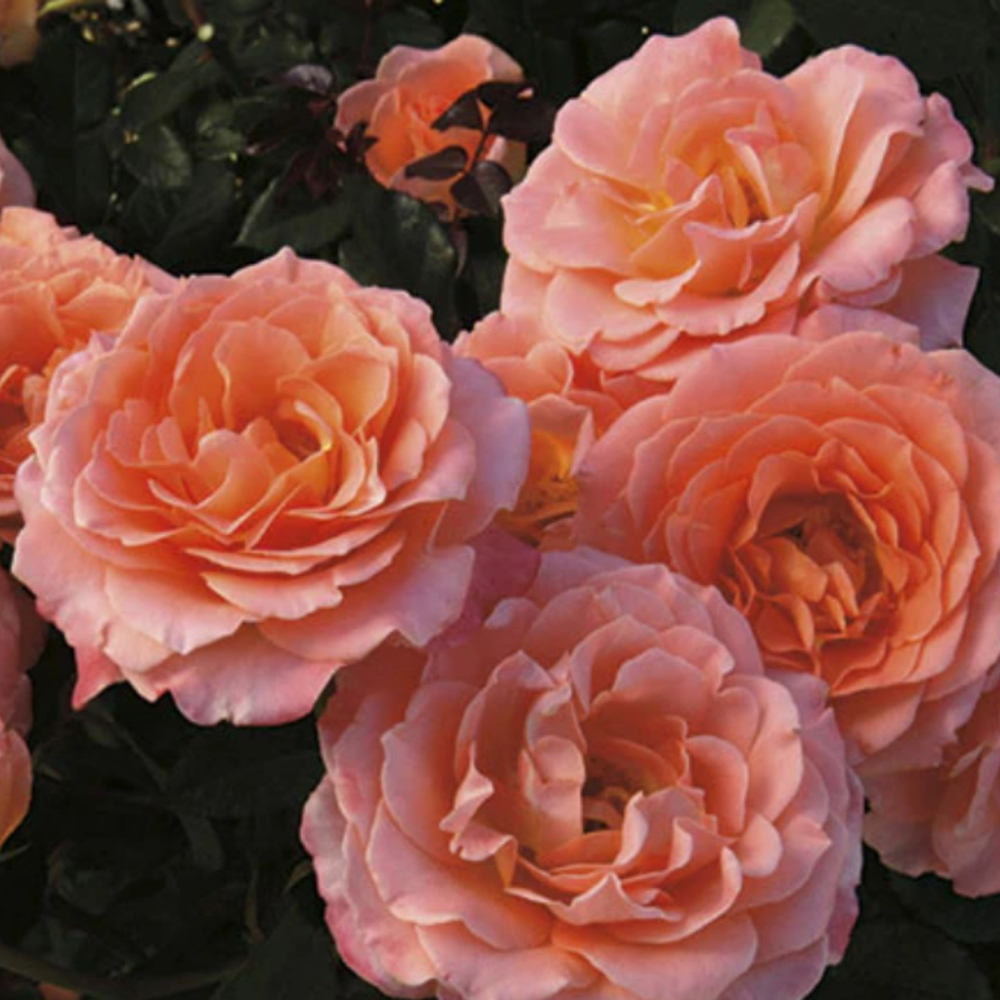 Weeks Flori Jump for Joy