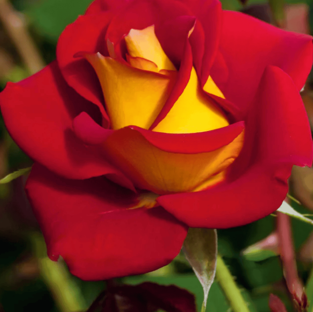 Weeks Flori Ketchup & Mustard