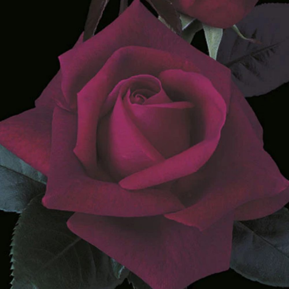 Weeks Tea Lasting Love