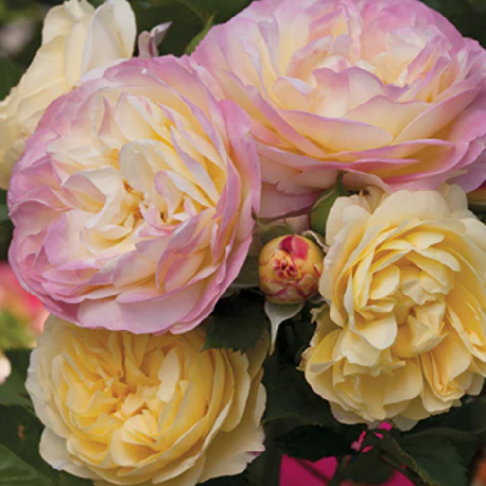 Weeks Flori Life of Party