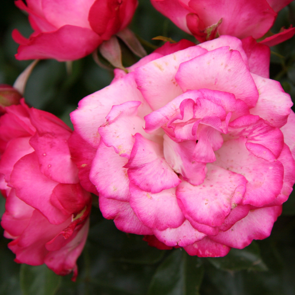 Weeks Mini Life's Little Pleasures