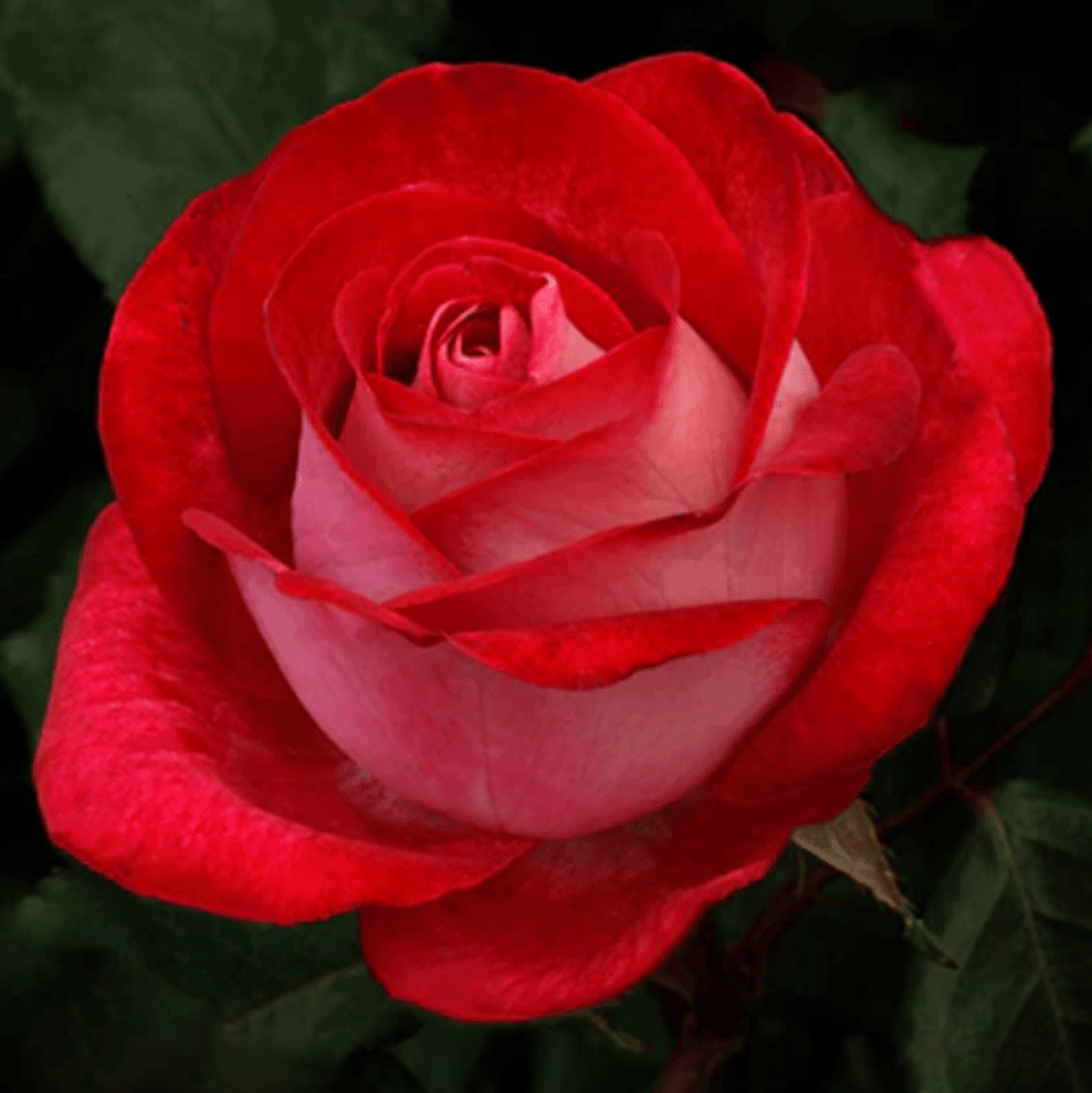 Weeks Tea Love At First Sight