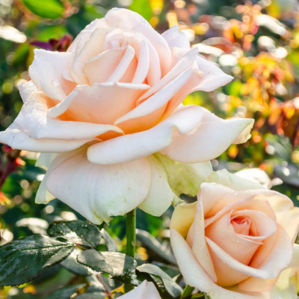 Weeks Tea Marilyn Monroe