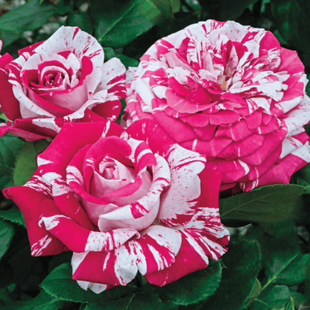 Weeks Tea Neil Diamond