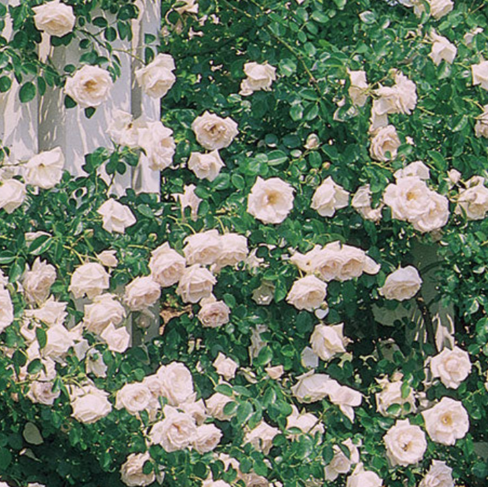 Weeks Climb New Dawn