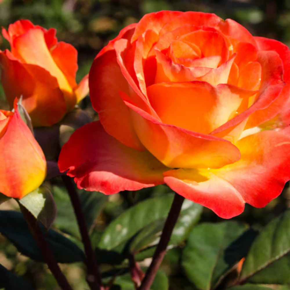 Weeks Tea Perfect Moment