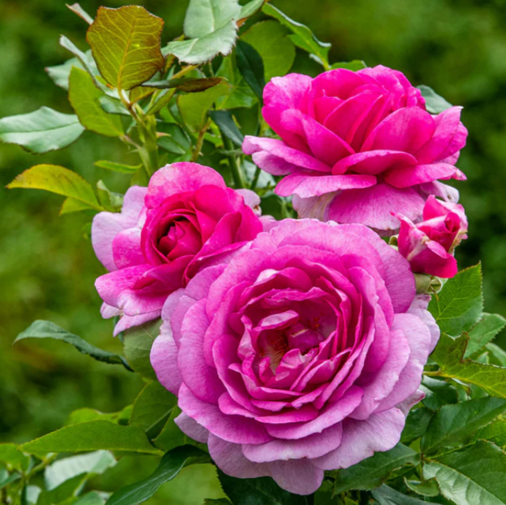 Weeks Tea Perfume Factory