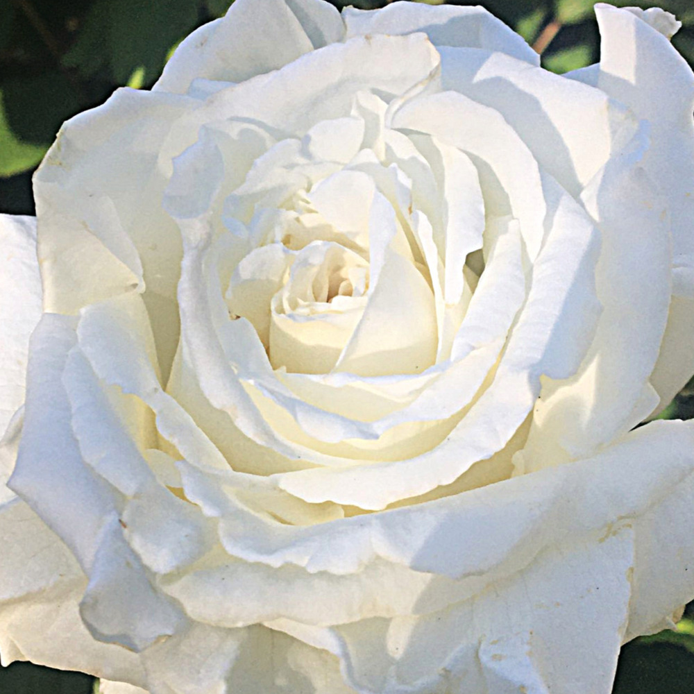 Weeks Tea Pope John Paul