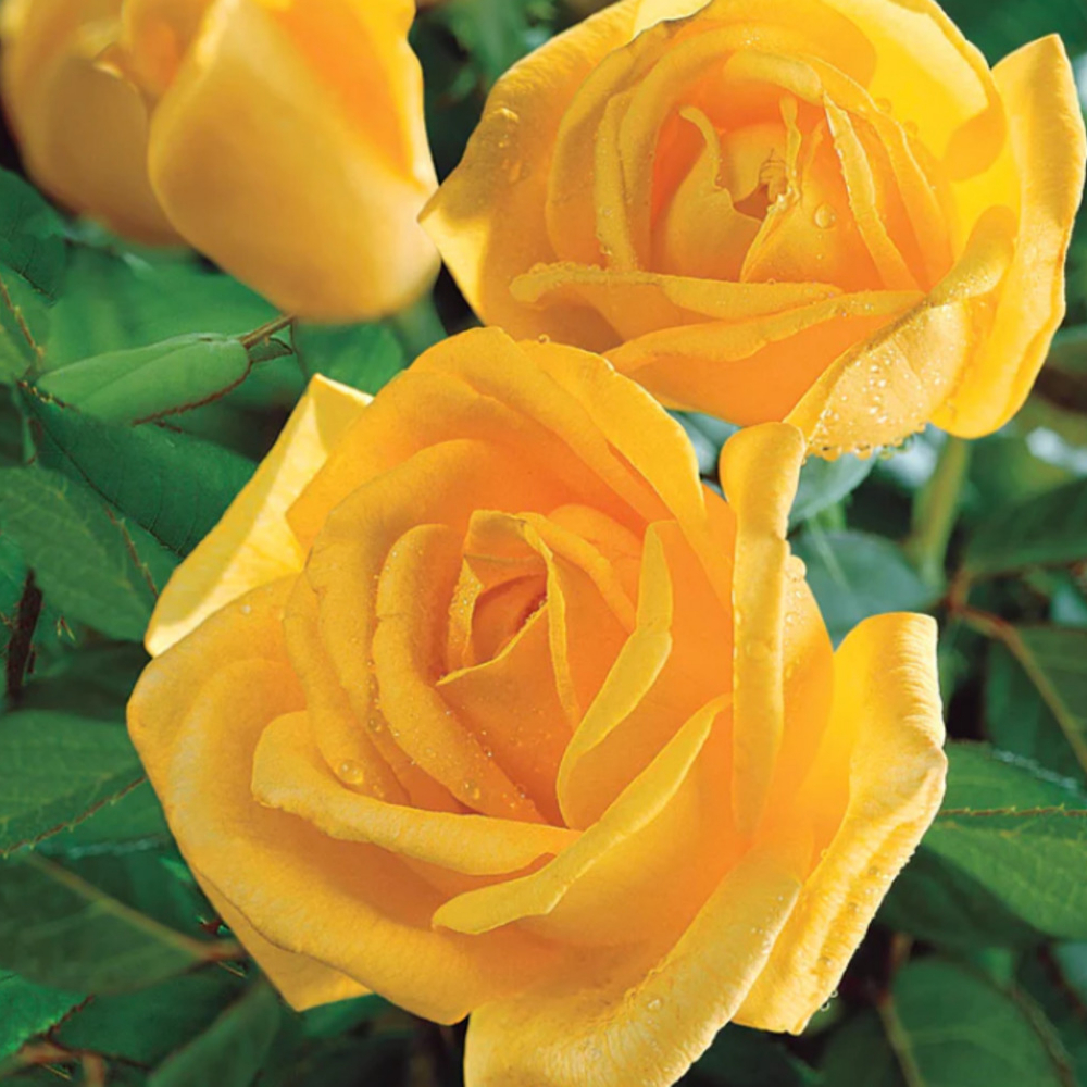 Weeks Grand Radiant Perfume