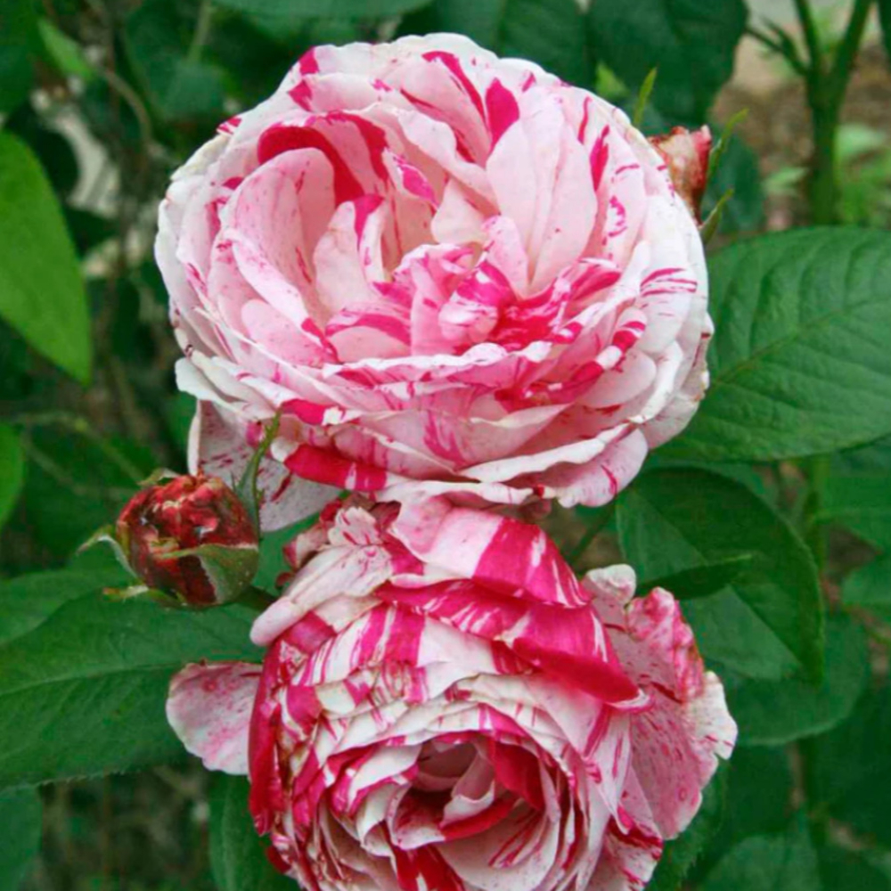 Weeks Flori Scentimental