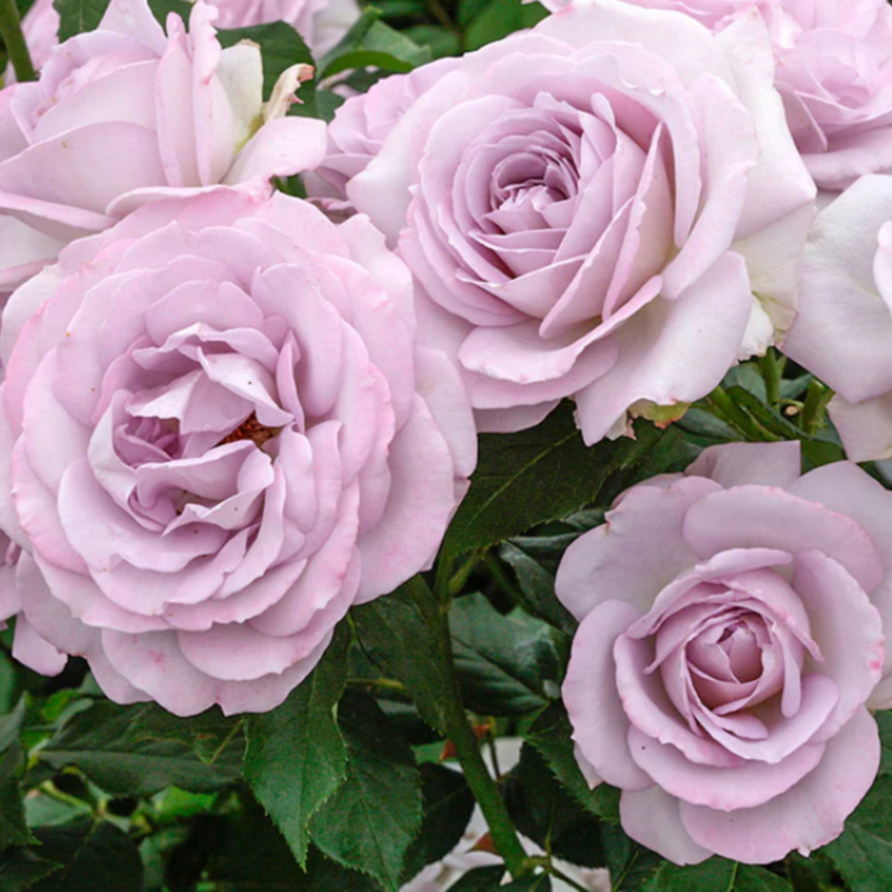 Weeks Flori Silver Lining