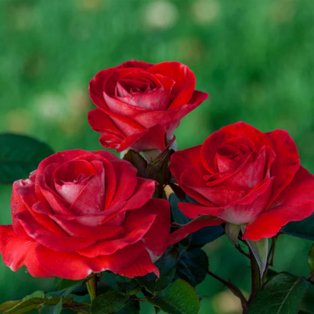 Weeks Tea Smokin' Hot