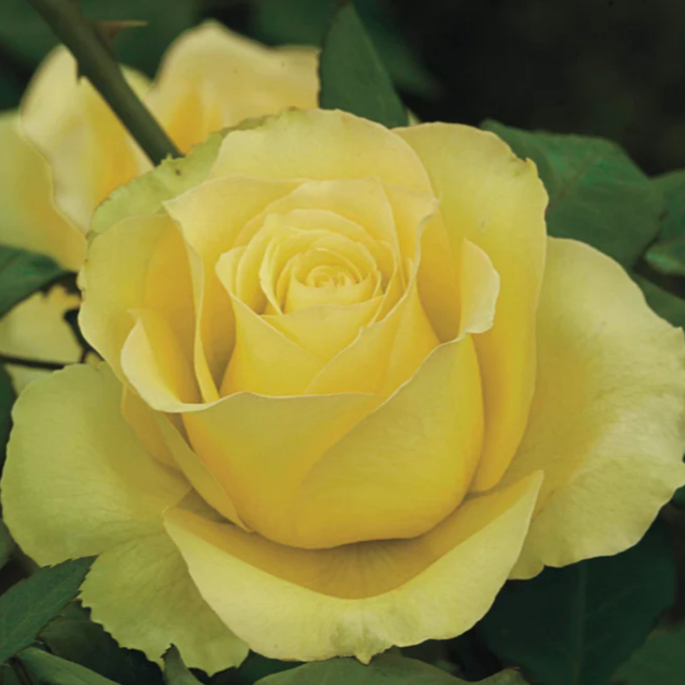 Weeks Tea St. Patrick