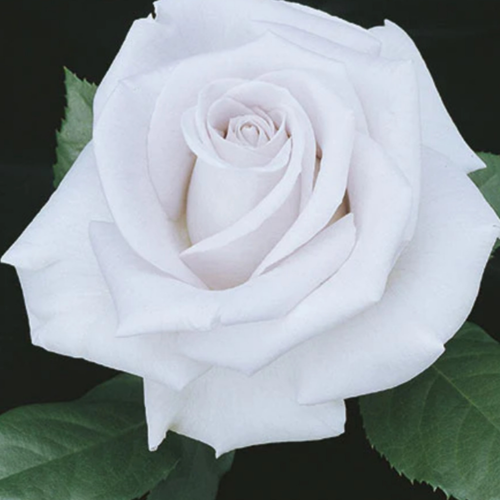 Weeks Tea Stainless Steel