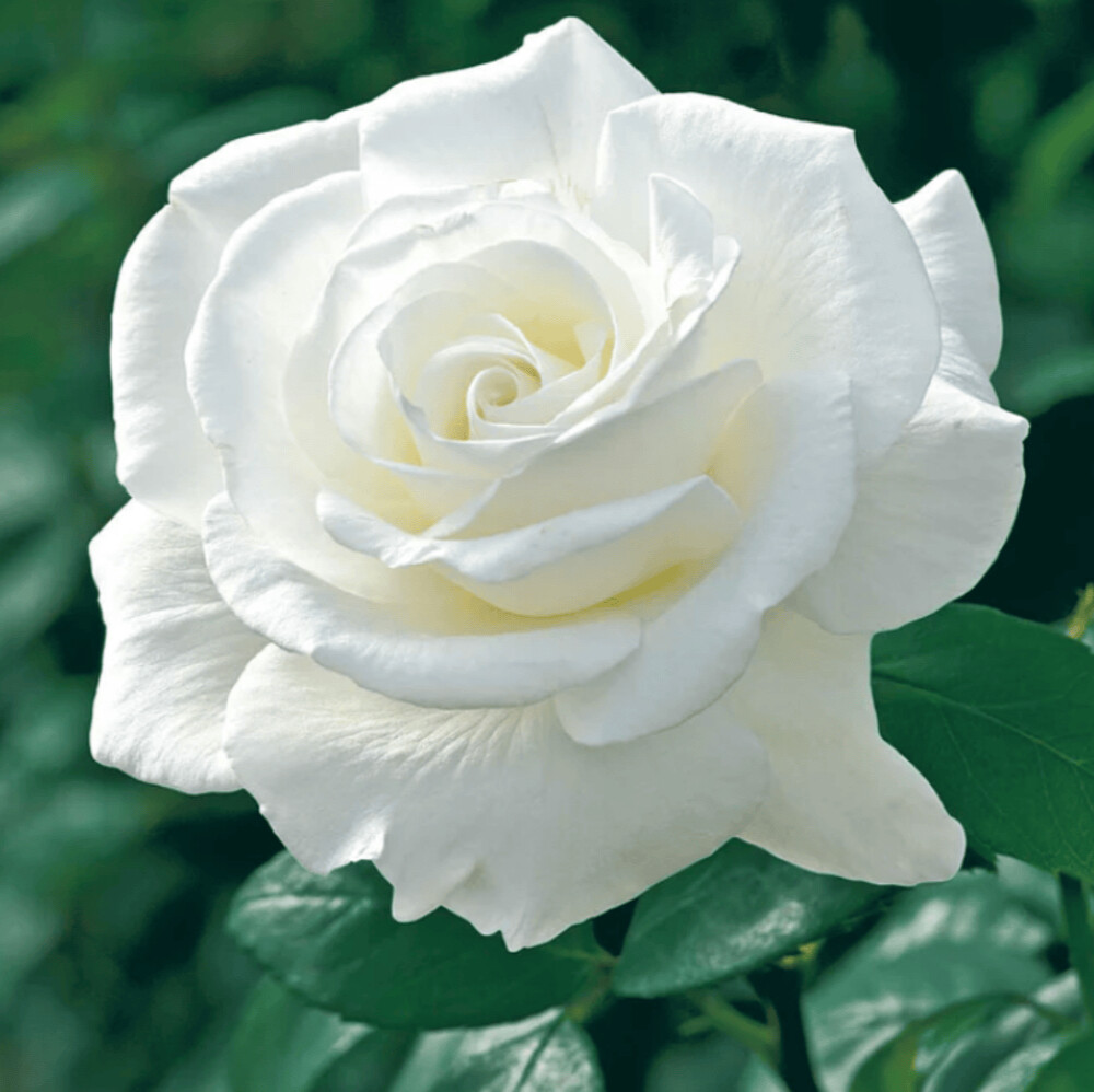 Weeks Tea Sugar Moon