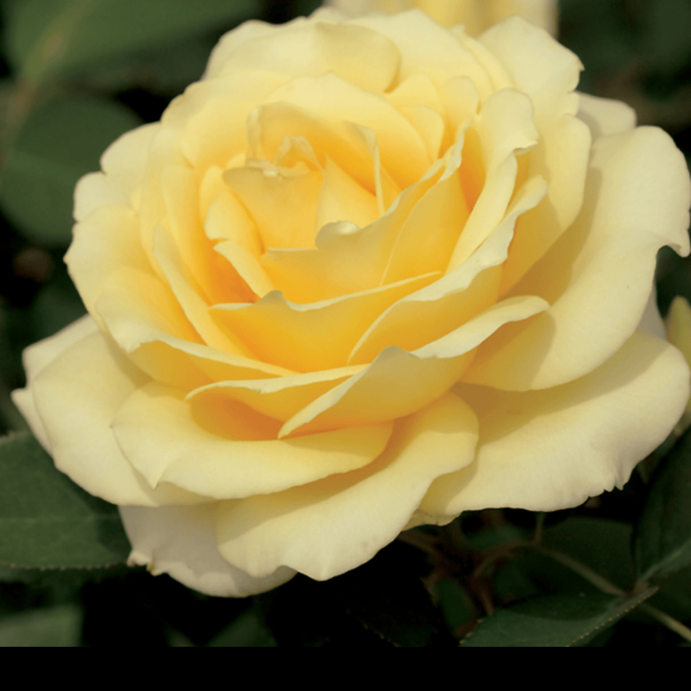 Weeks Tea Summer Love