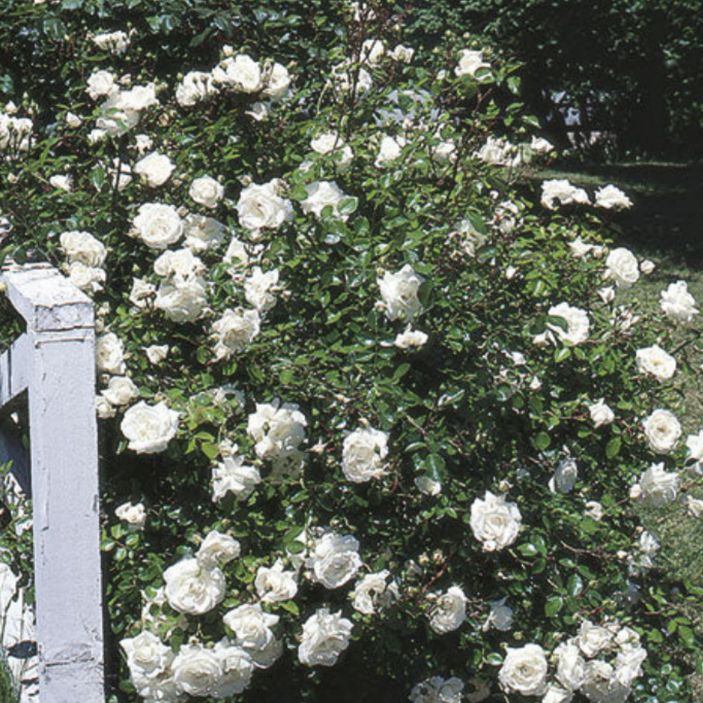 Weeks Climb White Dawn