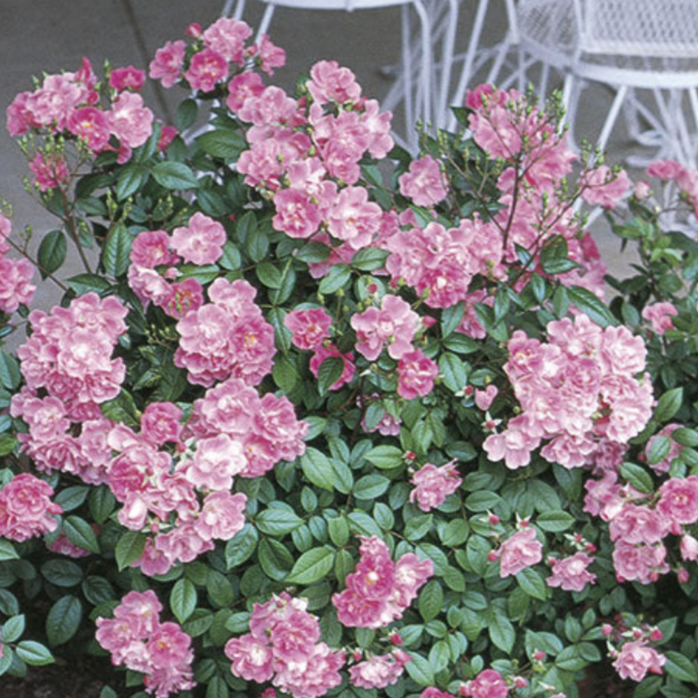 Weeks Flori China Doll