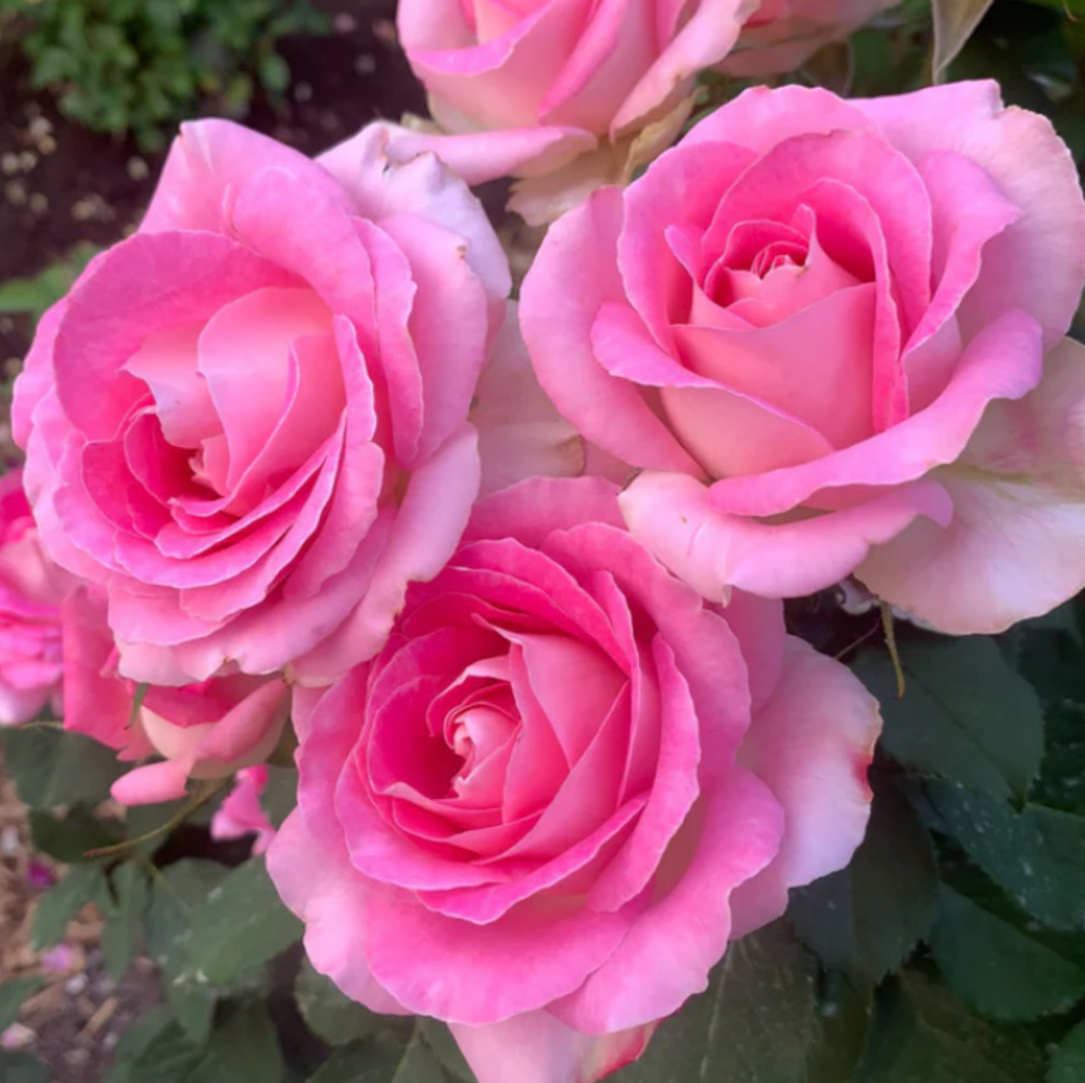 Weeks Tea Painted Porcelain