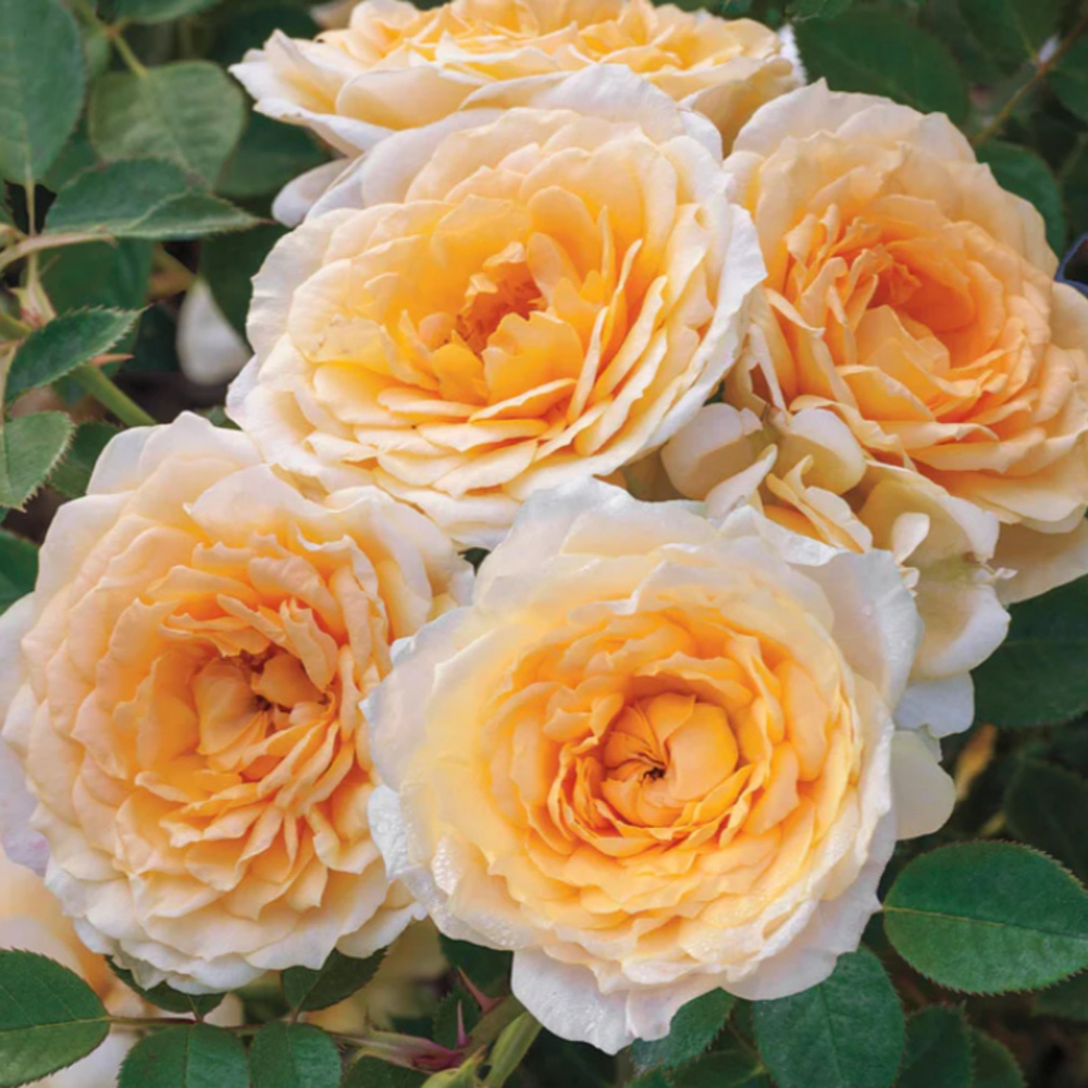 Weeks Shrub Edith's Darling