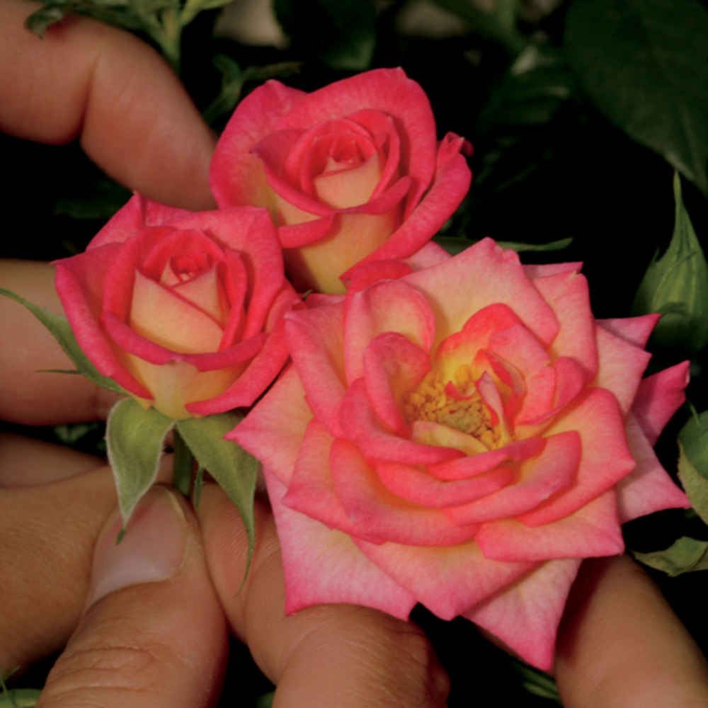 Weeks Mini You're The One