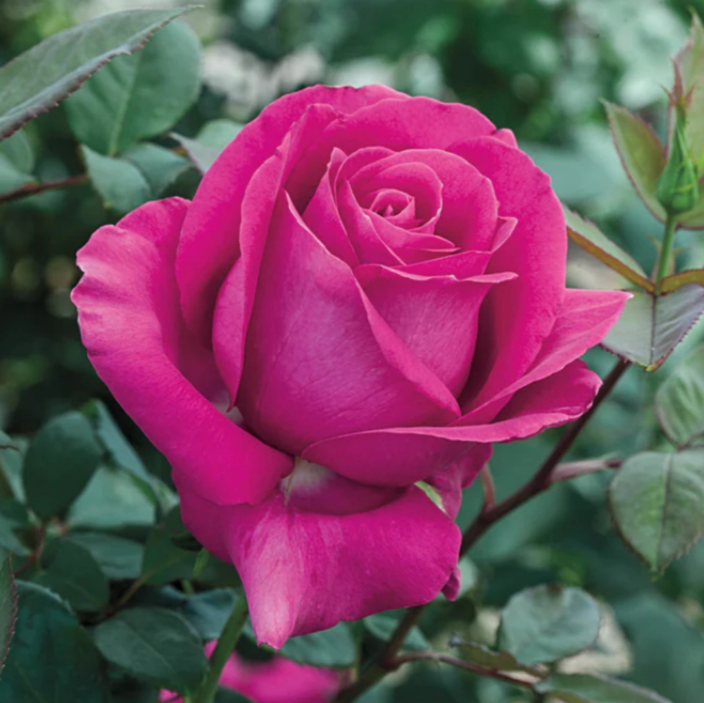 Weeks Tea All My Loving Bush