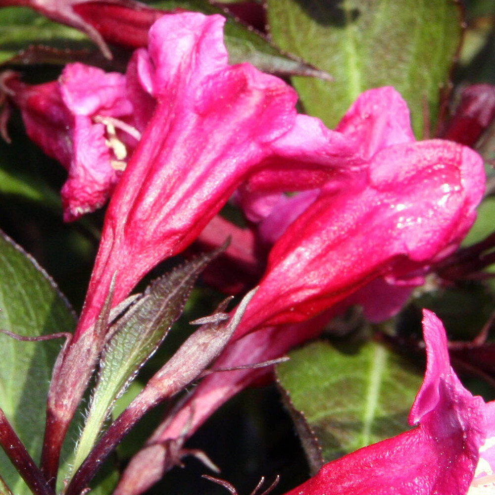 Weigela Wine & Roses