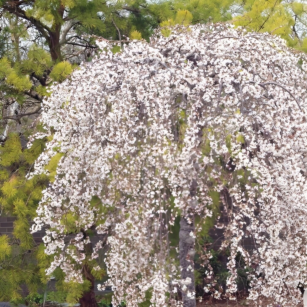 Cherry Weeping White