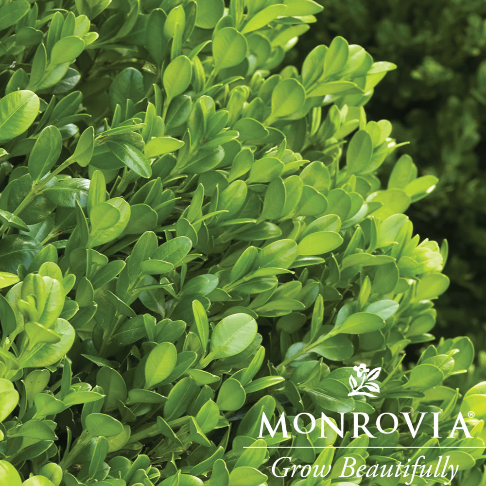 Topiary Winter Gem Cone