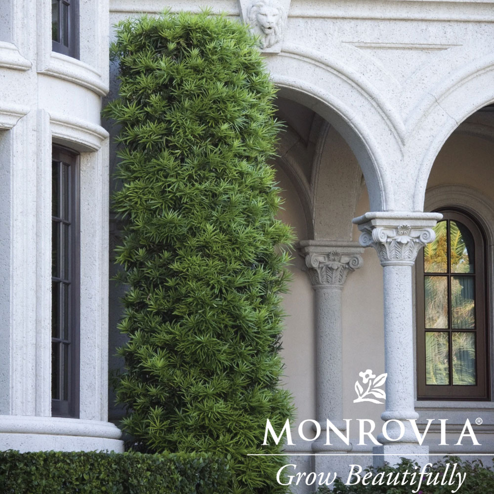 Topiary Podocarpus Yew