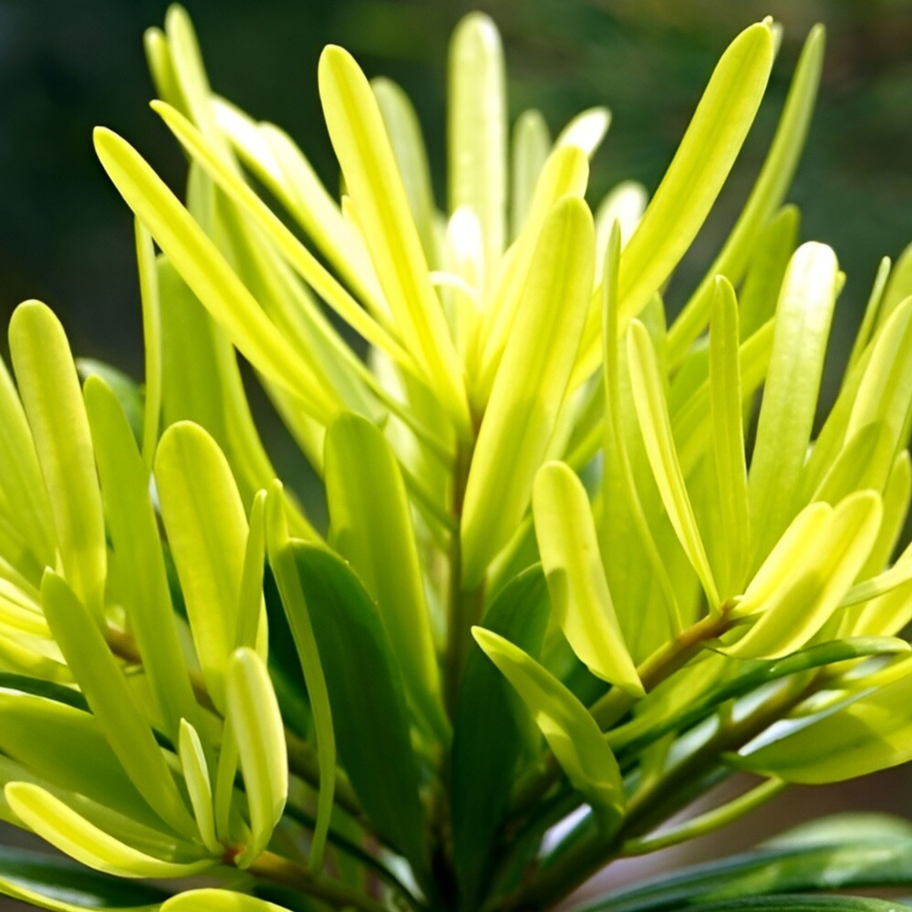 Yew Podocarpus Pringles