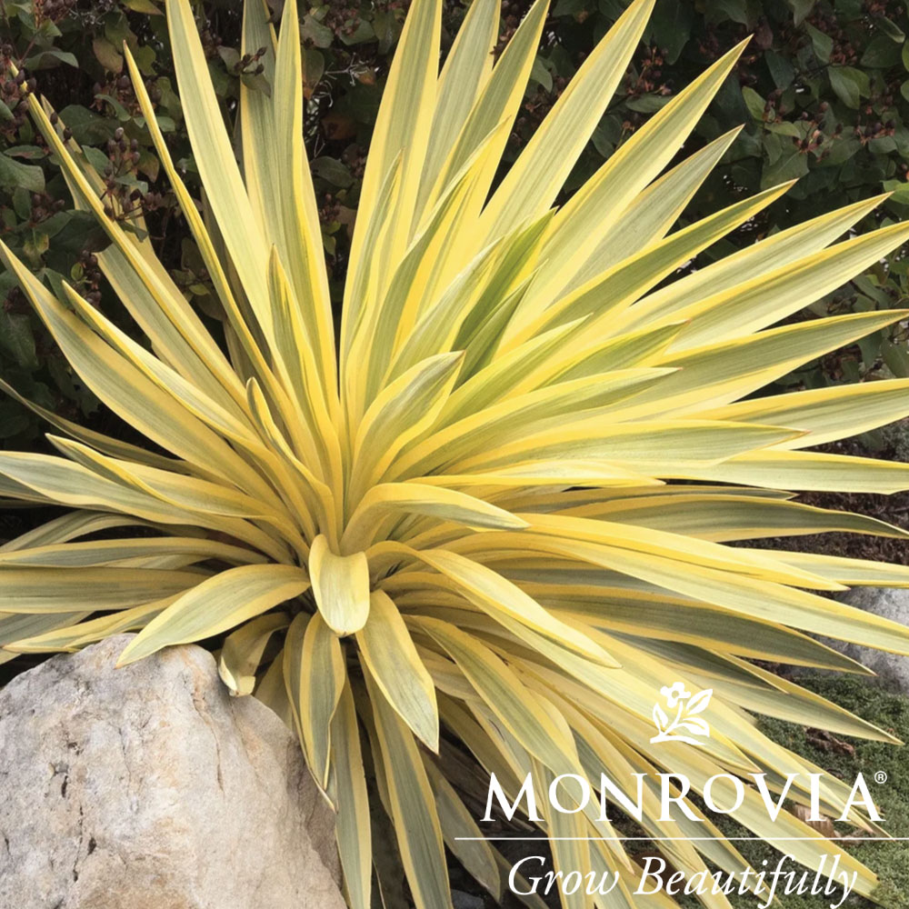 Yucca Bright Star