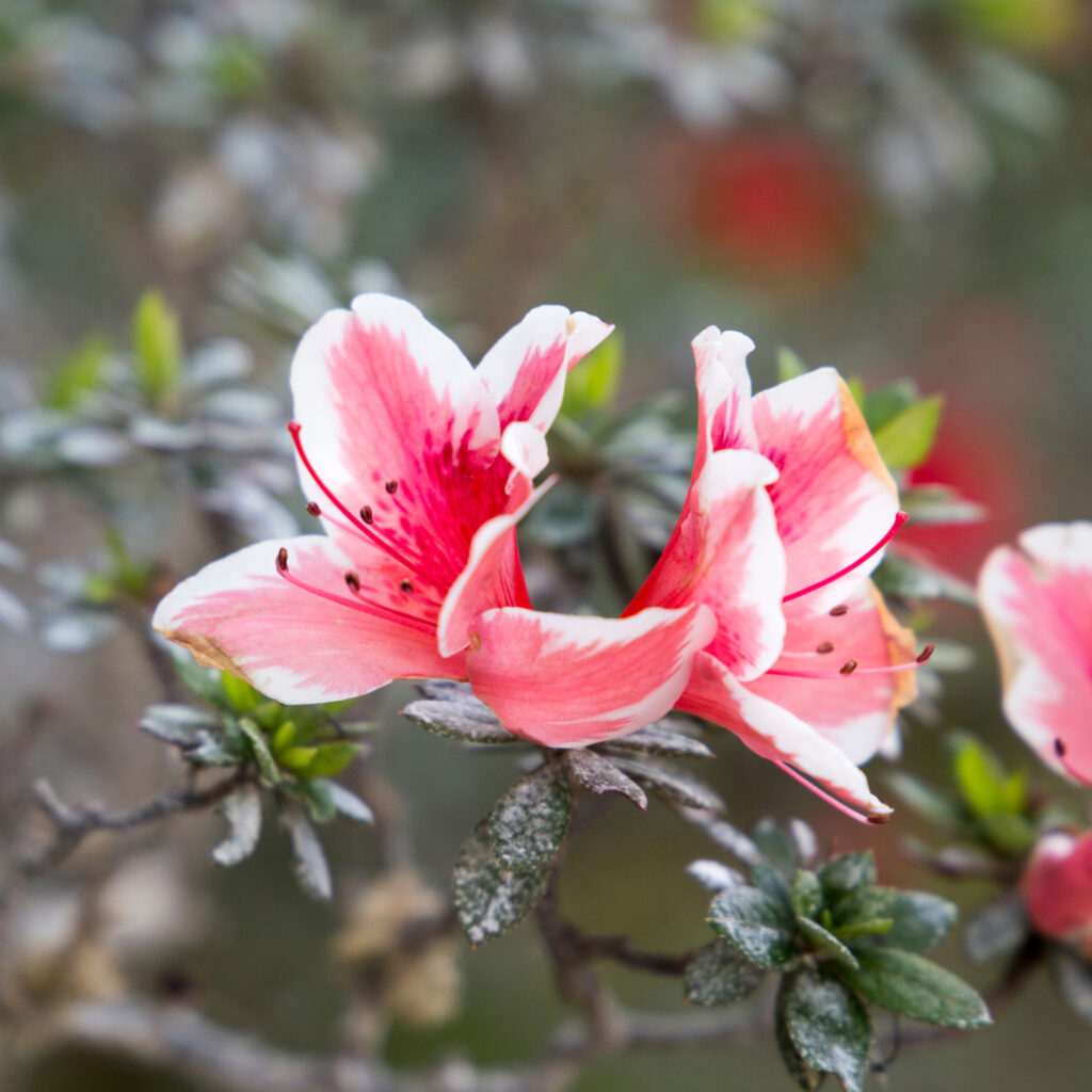 Azaleas Thumbnail